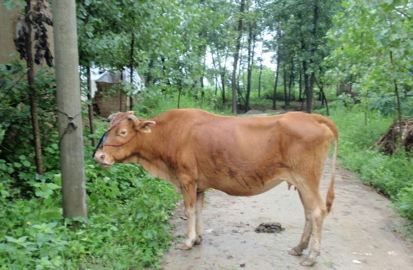 德宏最新求一个套医保卡的黄牛是真的吗方法分析(最方便真实的德宏求一个套医保卡的黄牛是真的吗还是假的方法)